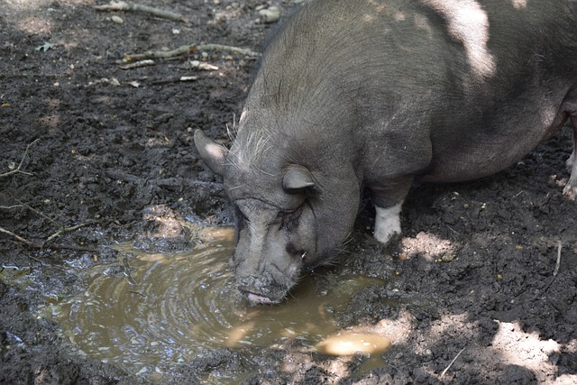 的体系与影 的体系与影